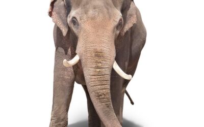 Elephant in the Room? Three Reasons Not to Ignore It